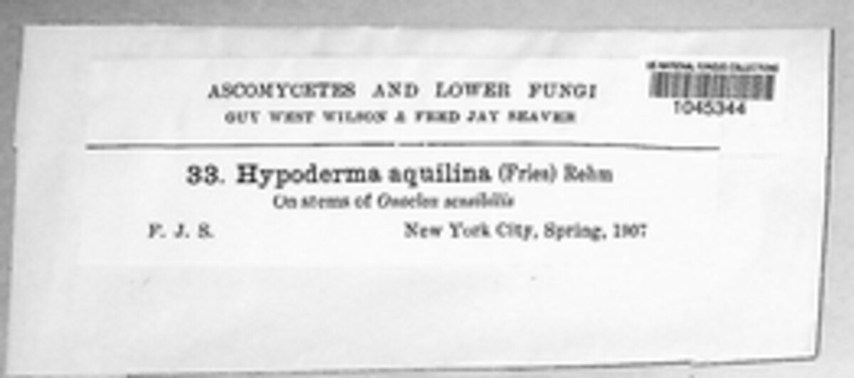 Hypoderma aquilinum image